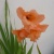 agiorbe