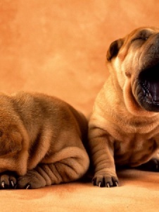 Foto de Shanyjay