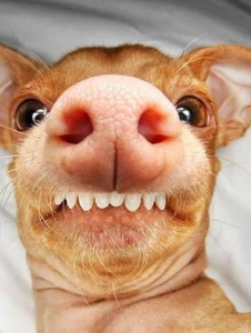 Foto de Repellent