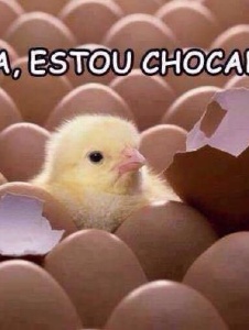 Foto de 00000011paoduro