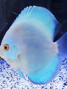 Foto de Benitogalicia