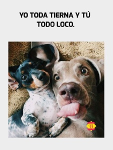 Foto de 1bichos
