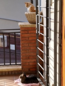 Foto de Kokosowe63