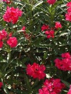 Picture of Cindy425