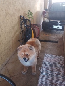 Foto di Pedrosp2