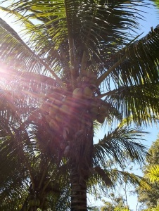 Foto de Liriodocampo4