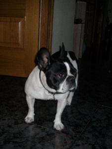 Picture of Cheranica