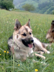 Foto de Rambo00