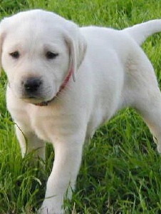 Foto de Kyara0602