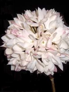 Foto de Carambola79