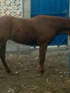Foto de Burrobomba