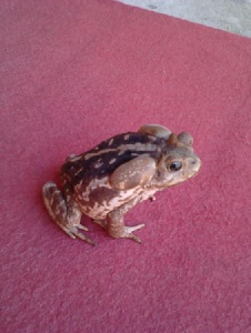 Foto de Jogoncalves