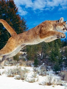 Foto di Puma1990