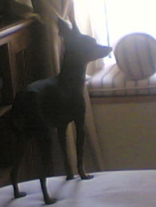 Foto de Pokicantropo