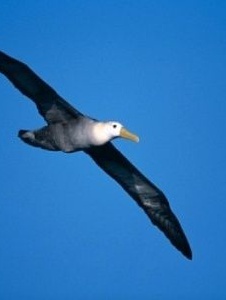Foto di Albatros76