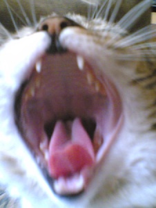 Photo de 9colaskyubi