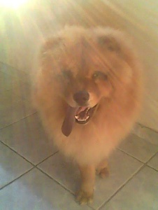 Foto de Rosanadacosta9