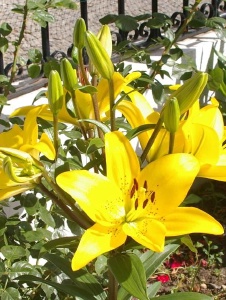 Foto de Acualia
