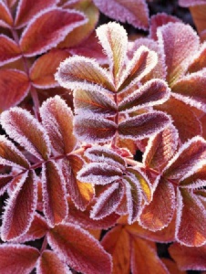 Foto de Flor59andromeda