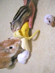 Foto de Cuquibliki