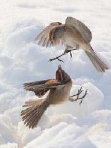 Foto de Attacksparrow