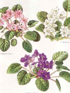 Foto di Violetaaaaa