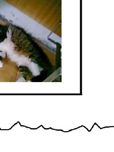 Foto von Tinchou