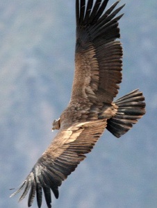 Foto de Lecondor31