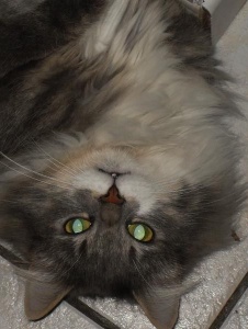 Photo de Isadixie