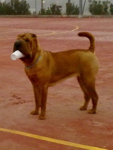 Foto di Bandolero34