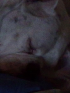 Foto de Bololu
