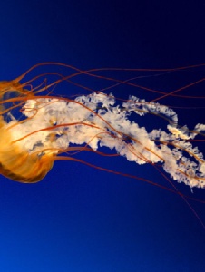 Picture of Caminanta1