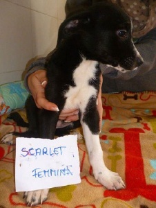 Foto de Pitbull572