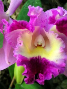 Foto de Orquideamarina