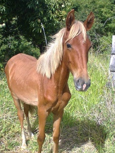 Foto de Gustavocowboy