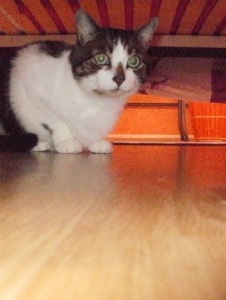 Photo de Flotitou