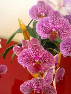 Foto de Orchidee36
