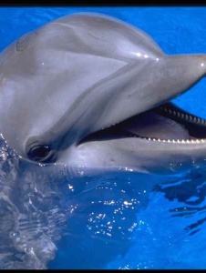 Foto de Delfino700