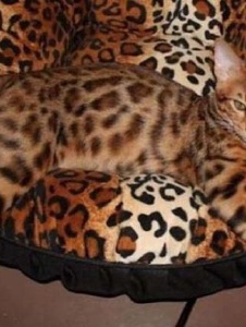 Foto de Thecamouflaged