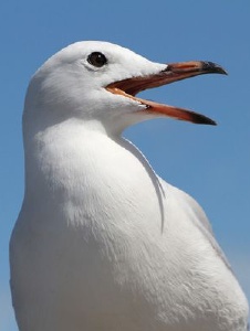 Foto de Aaronnam
