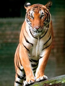 Photo de Elmmatador