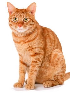 Foto de Centralcat