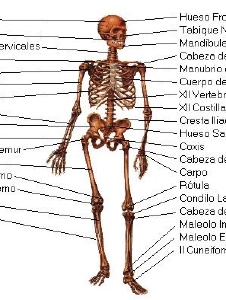 Foto de Fmelaniaro