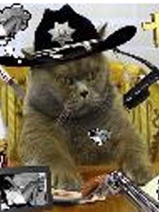 Photo de Walkcat