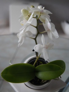 Foto de Orchidee36