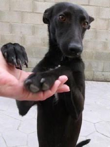 Picture of Pipitaclaudia