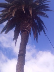Foto de Lapalmera3