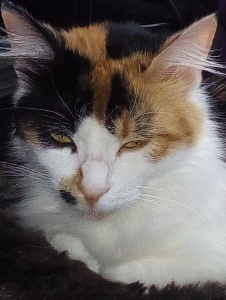 Foto de Maurphea