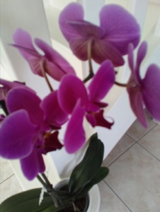 Foto de Orchidee36