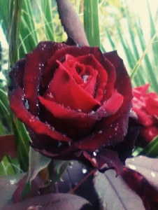 Foto de Flosrdeloto